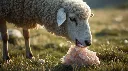 Photorealistic image of a sheep licking a Himalayan salt lick stone in a grassy field, tongue visible. Soft daylight, peaceful environment, natural textures, sharp detail, 8K high resolution..webp