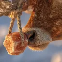 photorealistic_image_of_a_cow_interacting_with.webp