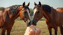 Two horses happily interacting with a Himalayan pink salt lick stone, showing affection and interest. One horse licking the salt with visible tongue, the other standing calmly beside it. Sunny outdoor pasture, war.webp