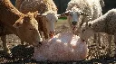 Photorealistic image showing multiple farm animals — cow, goat, sheep — gathered around a Himalayan pink salt lick stone. One or two animals licking the salt with tongues visible. Bright outdoor farm setting, peac.webp