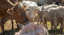 Photorealistic image showing multiple farm animals — cow, goat, sheep — gathered around a Himalayan pink salt lick stone. One or two animals licking the salt with tongues visible. Bright outdoor farm setting,  (2).webp