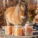 adorable_pony_standing_near_two_natural_round.webp
