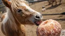 Adorable pony licking a natural round Himalayan salt lick block with a thin white rope threaded through the top hole. Raw Himalayan salt texture, pink_orange colors, small hole. Outdoor farm setting, bright li (2).webp