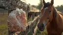 Photorealistic rural farm scene with a Himalayan pink salt lick stone hanging from a wooden fence. A horse approaches it happily but is not licking yet. Warm golden hour lighting, natural textures, rugged salt cry.webp