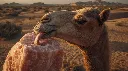 Ultra-realistic image of a camel licking a Himalayan pink salt lick block, tongue visible. Desert backdrop with warm sunlight, rugged natural textures, highly detailed 8K realism. (1).webp