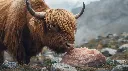 High-resolution image of a yak or buffalo licking a Himalayan pink salt lick stone in a cold mountain pasture. Tongue touching salt surface, thick fur detail, crisp mountain air atmosphere, 8K photorealistic quali.webp
